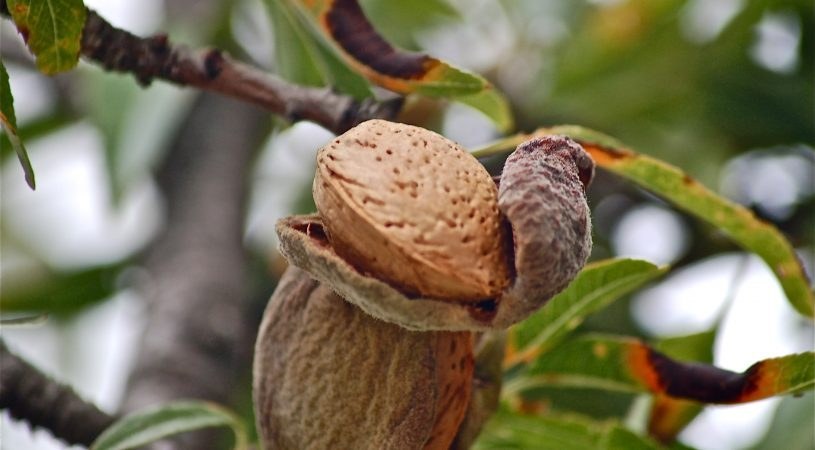 نهال بادام کلریت کلن