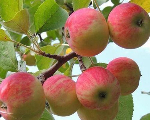 نهال سیب گلاب