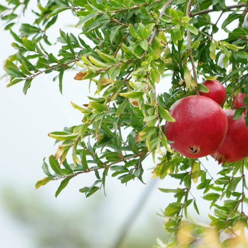 نهال انار بی هسته (بیدانه)