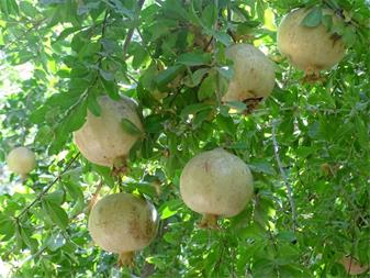 نهال انار سفید