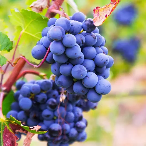 نهال انگور شامپاین