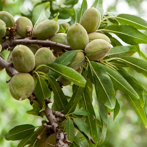 نهال بادام مقنا