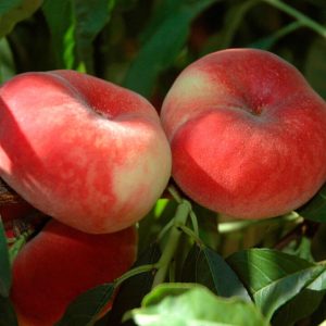 نهال هلو انجیری زودرس