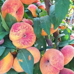 نهال هلو انجیری الکی (بشقابی)