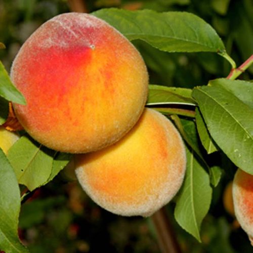 نهال هلو کاظمی