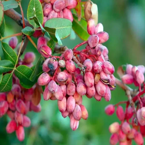 نهال پسته کله قوچی