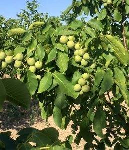 نهال گردو محلی