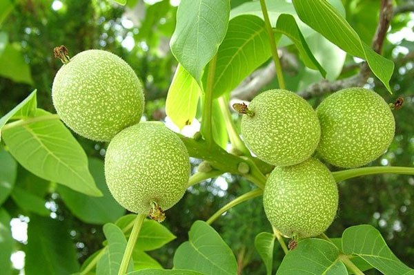 کاشت نهال گردو پدرو