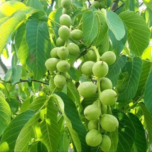 نهال گردو فرانکت