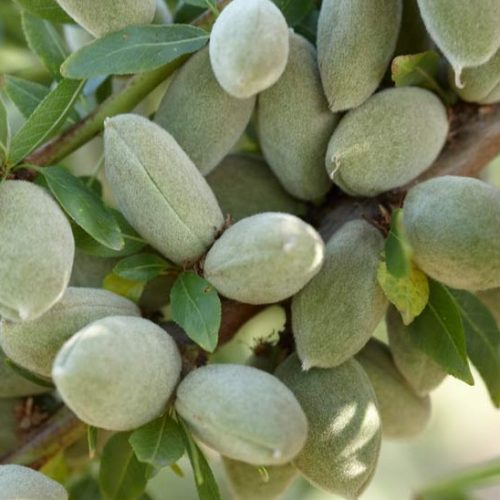 خواص نهال بادام شمشیری