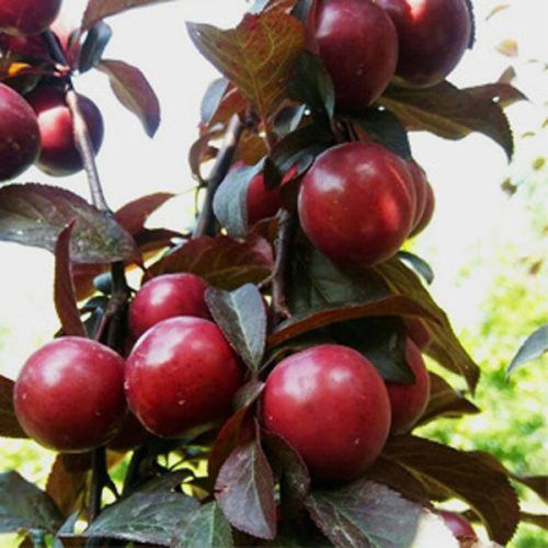 کاشت نهال گوجه قرمز