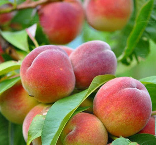 نهال هلو پایه جی ان