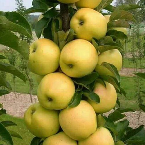 نهال سیب گلدن دلیشز