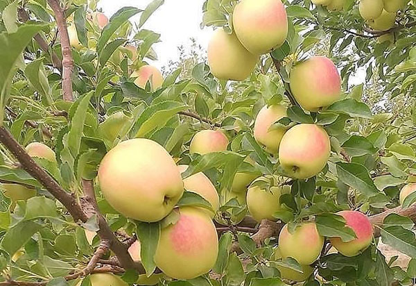 نهال سیب رندرز