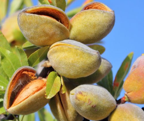 شرایط اقلیمی نهال-بادام-حریر