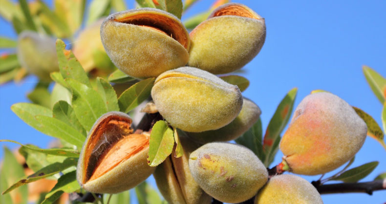 شرایط اقلیمی نهال-بادام-حریر