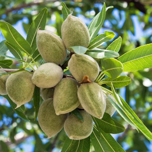 ویژگی منحصر به فرد نهال-بادام-نجف-آبادی