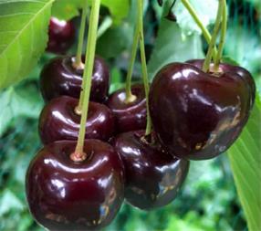 طرز نگهداری نهال گیلاس پایه ماکسیما یا گزیلا