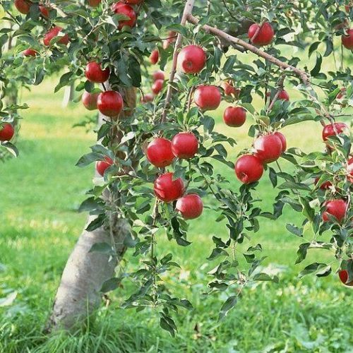 نهال سیب شمرون