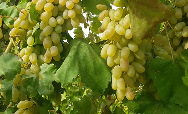 نهال انگور حسینی