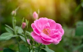 نهال گل محمدی