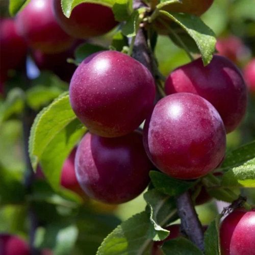 نهال آلو سانتریزه