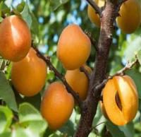 نهال زردآلو اردوبار