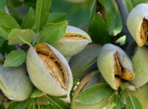 نهال پسته بادامی