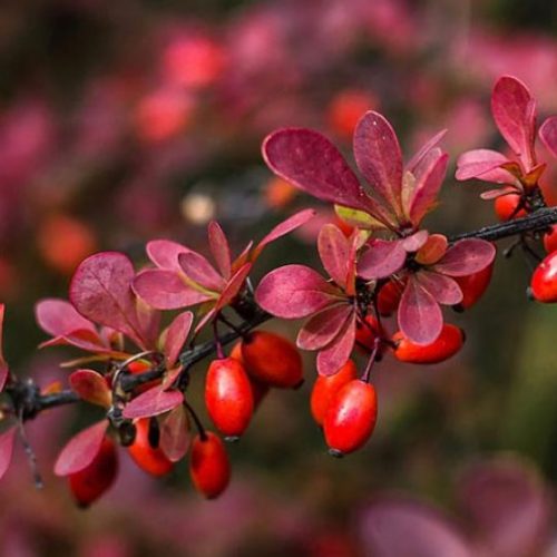 نهال زرشک قائنات