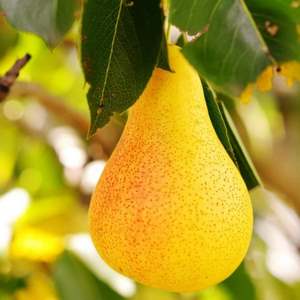 نهال گلابی دوشیز