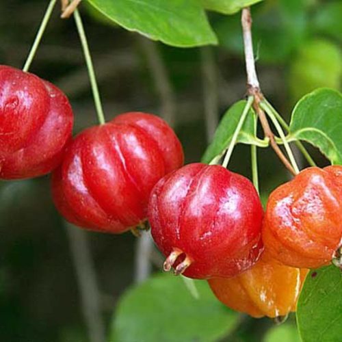 نهال گیلاس سورینام