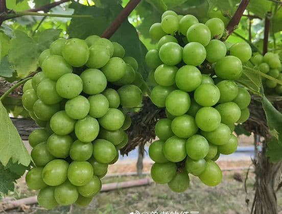 نهال انگور موسکات