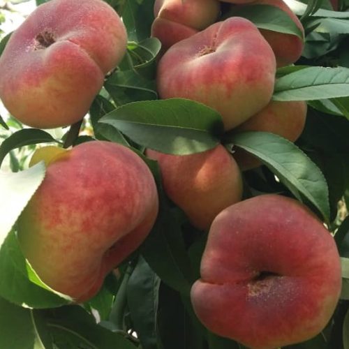 نهال هلو انجیری مالکی