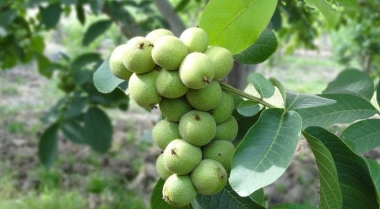 نهال گردو آلتای