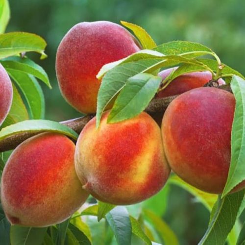 نهال هلو کاردی