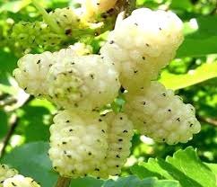 نهال توت هرات