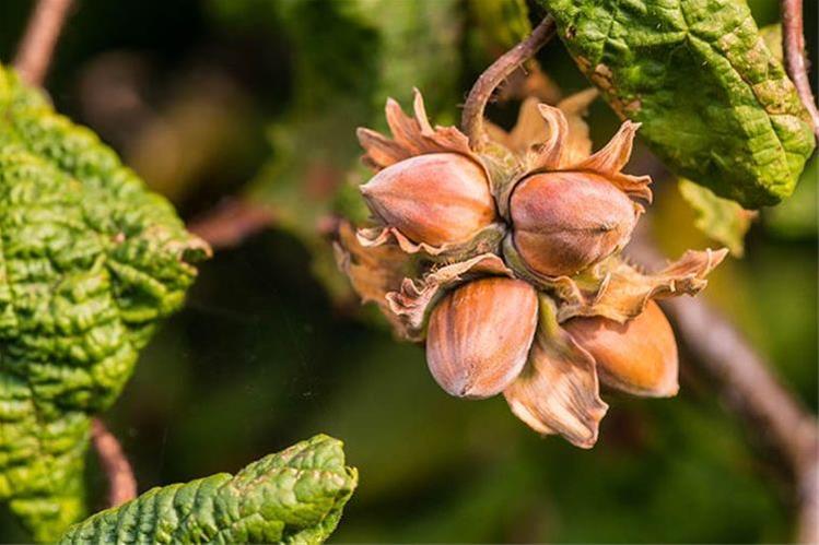 نهال فندق انیس ترکیه