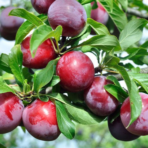 نهال آلو بخارا