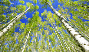 نهال صنوبر ترکیه